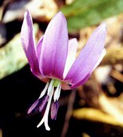 Dent de chien. Fleur. Cliquer pour agrandir l'image.