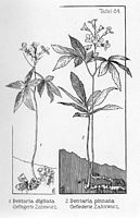 Dentaire digitée. Planche d'identification Oltmanns. Cliquer pour agrandir l'image.