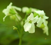 Dentaire pennée. Fleur, Vichatel. Cliquer pour agrandir l'image.