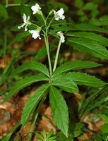 Dentaire pennée. Fleur, Vichatel. Cliquer pour agrandir l'image.