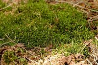 Dicrane élevé. Cliquer pour agrandir l'image.