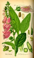Digitale pourpre. Planche d'identification. Cliquer pour agrandir l'image.