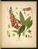 Digitale pourpre. Planche d'identification Koehler. Cliquer pour agrandir l'image.