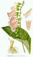 Digitale pourpre. Planche d'identification Linnemand. Cliquer pour agrandir l'image.