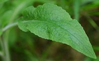Digitale pourpre. Feuille, Cheires de Côme. Cliquer pour agrandir l'image.