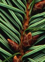 Douglas vert. Bourgeons. Cliquer pour agrandir l'image.