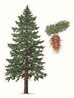 Douglas vert. Dessin plante. Cliquer pour agrandir l'image.