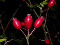Églantier commun. Fruits. Cliquer pour agrandir l'image.