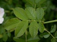 Églantier commun. Feuilles. Cliquer pour agrandir l'image.
