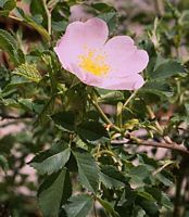 Églantier commun. Fleurs. Cliquer pour agrandir l'image.
