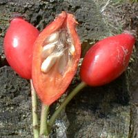 Églantier commun. Intérieur du fruit. Cliquer pour agrandir l'image.