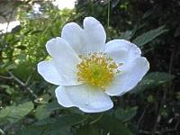Églantier commun. Fleur. Cliquer pour agrandir l'image.