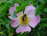 Églantier commun. Fleur avec abeille. Cliquer pour agrandir l'image.
