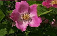 Églantier commun. Fleur. Cliquer pour agrandir l'image.