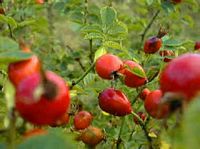 Églantier commun. Fruits. Cliquer pour agrandir l'image.