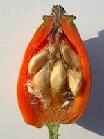 Églantier commun. Coupe du fruit. Cliquer pour agrandir l'image.