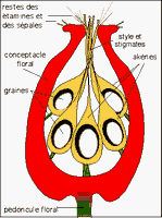 Églantier commun. Dessin du fruit. Cliquer pour agrandir l'image.