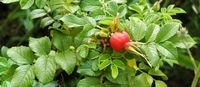 Églantier commun. Fruit, Côtes de Clermont. Cliquer pour agrandir l'image.