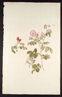 Églantier commun. Planche d'identification Jacquin. Cliquer pour agrandir l'image.