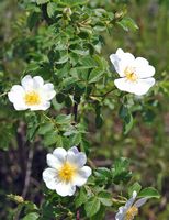 Églantier commun. Fleurs, Côtes de Clermont. Cliquer pour agrandir l'image.