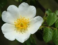 Églantier commun. Fleur, Côtes de Clermont. Cliquer pour agrandir l'image.