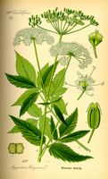 Égopode podagraire. Planche d'identification Thomé. Cliquer pour agrandir l'image.