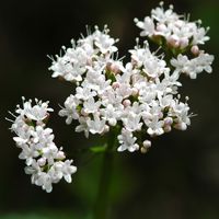 Égopode podagraire. Inflorescence, Montchier. Cliquer pour agrandir l'image.