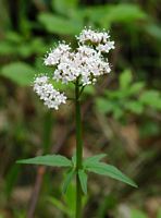 Égopode podagraire. Inflorescence, Montchier. Cliquer pour agrandir l'image.