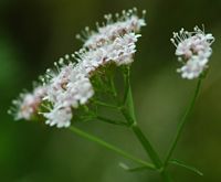 Égopode podagraire. Inflorescence, Montchier. Cliquer pour agrandir l'image.