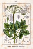 Égopode podagraire. Planche d'identification Sturm. Cliquer pour agrandir l'image.
