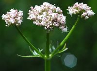 Égopode podagraire. Ombelle, Sauterre. Cliquer pour agrandir l'image.