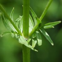 Égopode podagraire. Tige, Sauterre. Cliquer pour agrandir l'image.