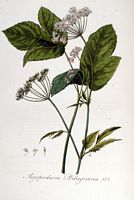 Égopode podagraire. Planche d'identification Flora batava. Cliquer pour agrandir l'image.