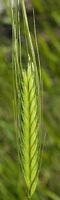Engrain. Epi vert. Cliquer pour agrandir l'image.