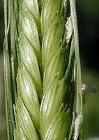 Engrain. Epi vert. Cliquer pour agrandir l'image.
