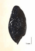 Engrain. Grain fossile. Cliquer pour agrandir l'image.