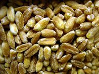 Épeautre. Grains. Cliquer pour agrandir l'image.