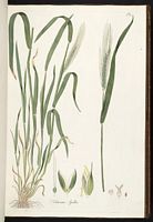 Épeautre. Planche d'identification. Cliquer pour agrandir l'image.