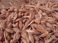 Épeautre. Grains. Cliquer pour agrandir l'image.