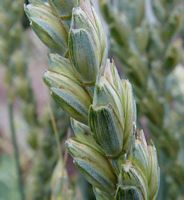 Épeautre. Epis verts. Cliquer pour agrandir l'image.