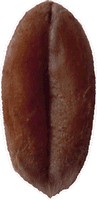 Épeautre. Grain. Cliquer pour agrandir l'image.
