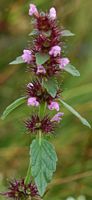 Épiaire officinale. Pulvérières. Cliquer pour agrandir l'image.
