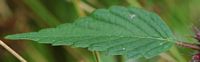 Épiaire officinale. Feuille, Pulvérières. Cliquer pour agrandir l'image.
