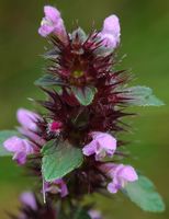 Épiaire officinale. Fleur, Pulvérières. Cliquer pour agrandir l'image.