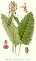 Épiaire officinale. Planche d'identification Linnemand. Cliquer pour agrandir l'image.
