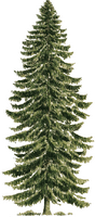 Épicéa commun. Dessin de la plante. Cliquer pour agrandir l'image.