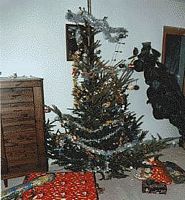 Épicéa commun. Sapin de Noël. Cliquer pour agrandir l'image.