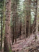 Épicéa commun. Forêt. Cliquer pour agrandir l'image.