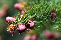 Épicéa commun. Bourgeons, Les Roches. Cliquer pour agrandir l'image.