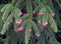 Épicéa commun. Bourgeons mâles. Cliquer pour agrandir l'image.